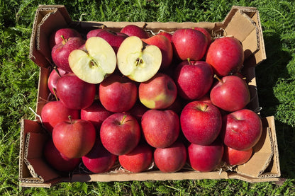 Apfel "Gala" Bio regional bioland vom Obstgut Erletz