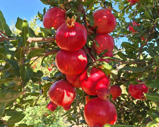 Granatapfel Acco Bio von Apostolis Kreta