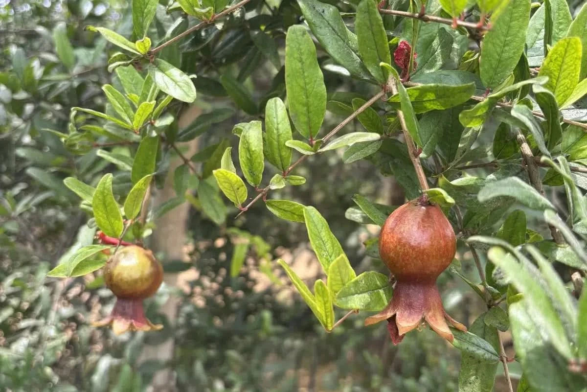 Granatapfel Wonderful Bio