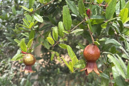 Granatapfel Wonderful Bio