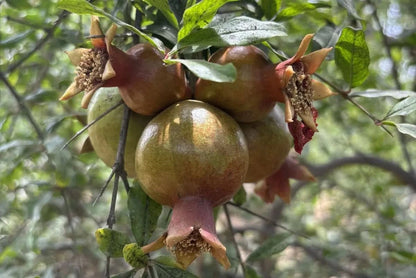 Granatapfel Wonderful Bio