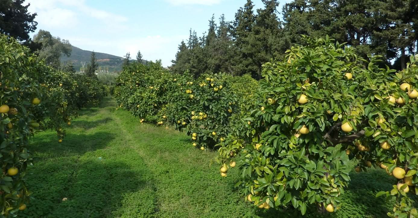 Grapefruit rose Bio von Apostolis Kreta