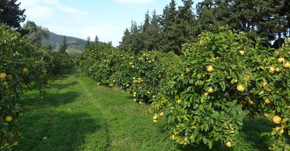 Grapefruit rose Bio von Apostolis Kreta