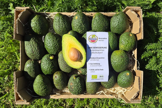 Avocado Hass Kipepeo Bio & Fair OHNE BEWÄSSERUNG