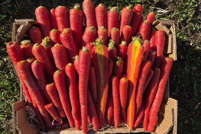 Karotten “Rote Helene“ Bio Familie Schoof Demeter