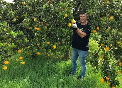 Mango Rarität Bio & Fair "Harum Manis" Aktionspreis % 1kg