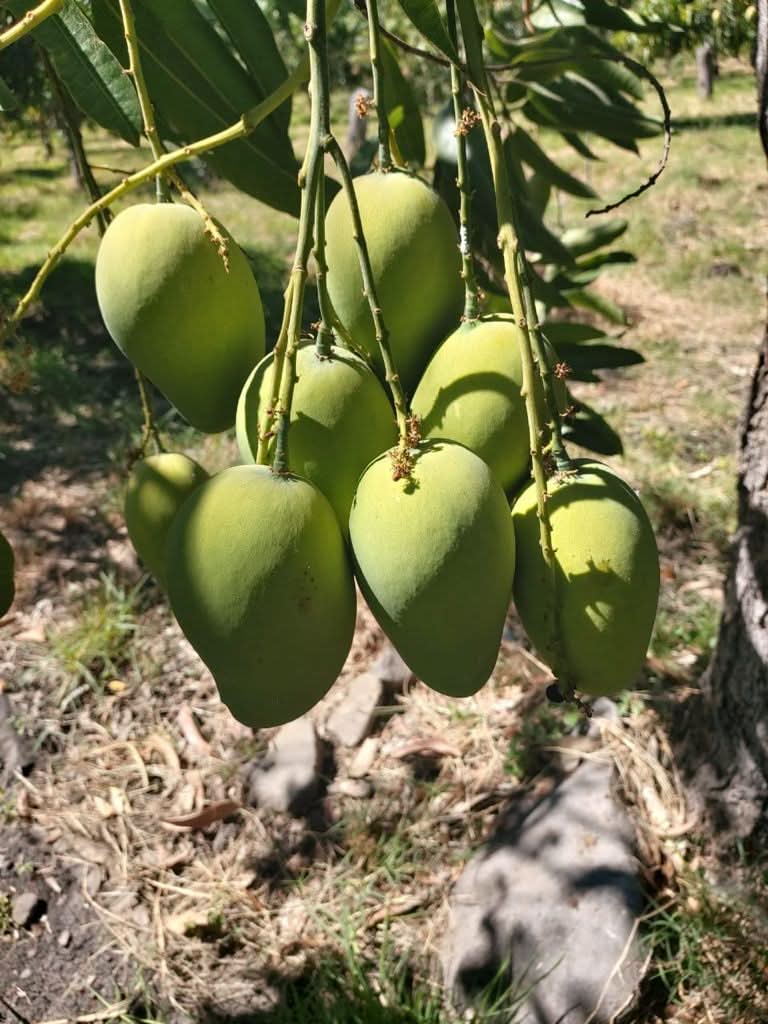 Mango Honig „Ataulfo“ Bio & baumgereift
