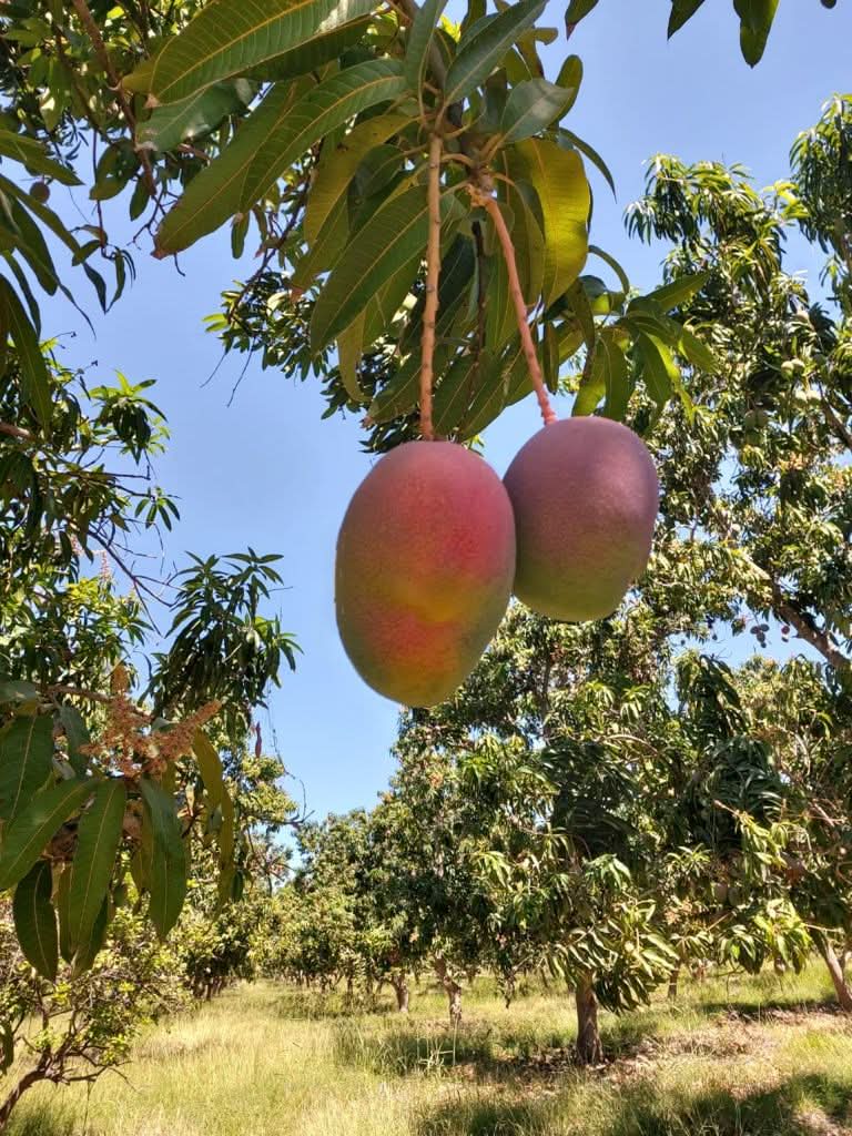 Mango Haden von Rufino Aktionspreis % 1kg
