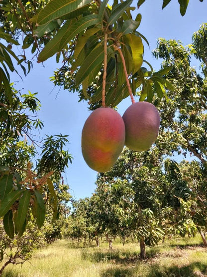 Mango Haden von Rufino Aktionspreis % 1kg