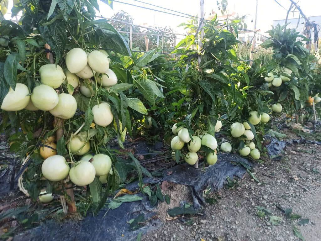 Birnenmelone "Pepino dulce" wild von Julian 1kg