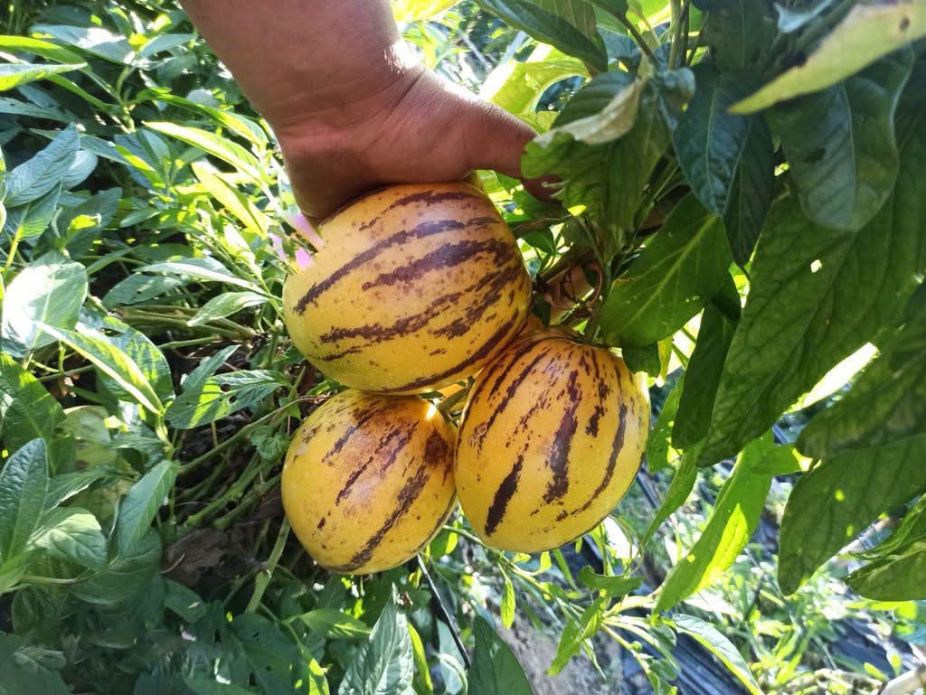 Birnenmelone "Pepino dulce" wild von Julian 1kg