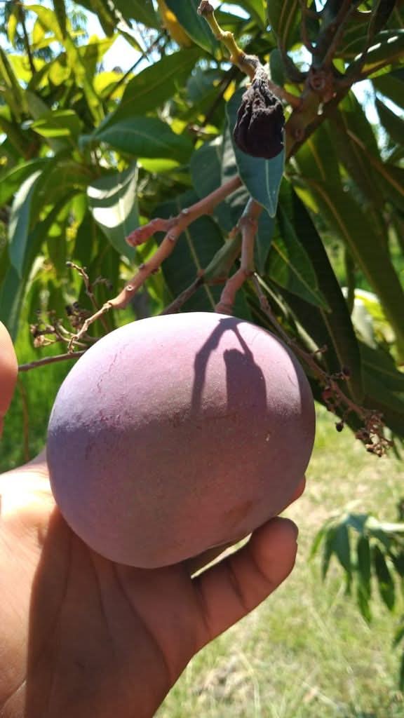 Mango Tommy Atkins Flugware Bio