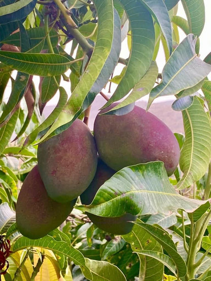 Mango Mini Irwin Premium Bio Box 4kg