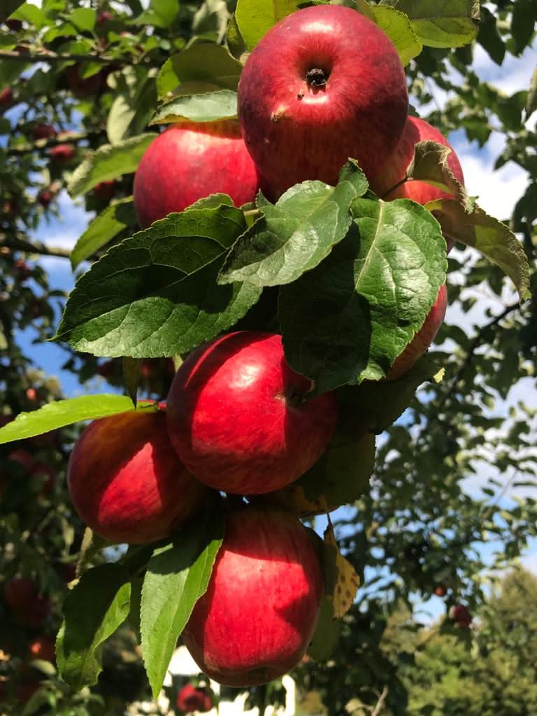 Bio Apfel "Prinz Albrecht" alte Sorte regional 1kg