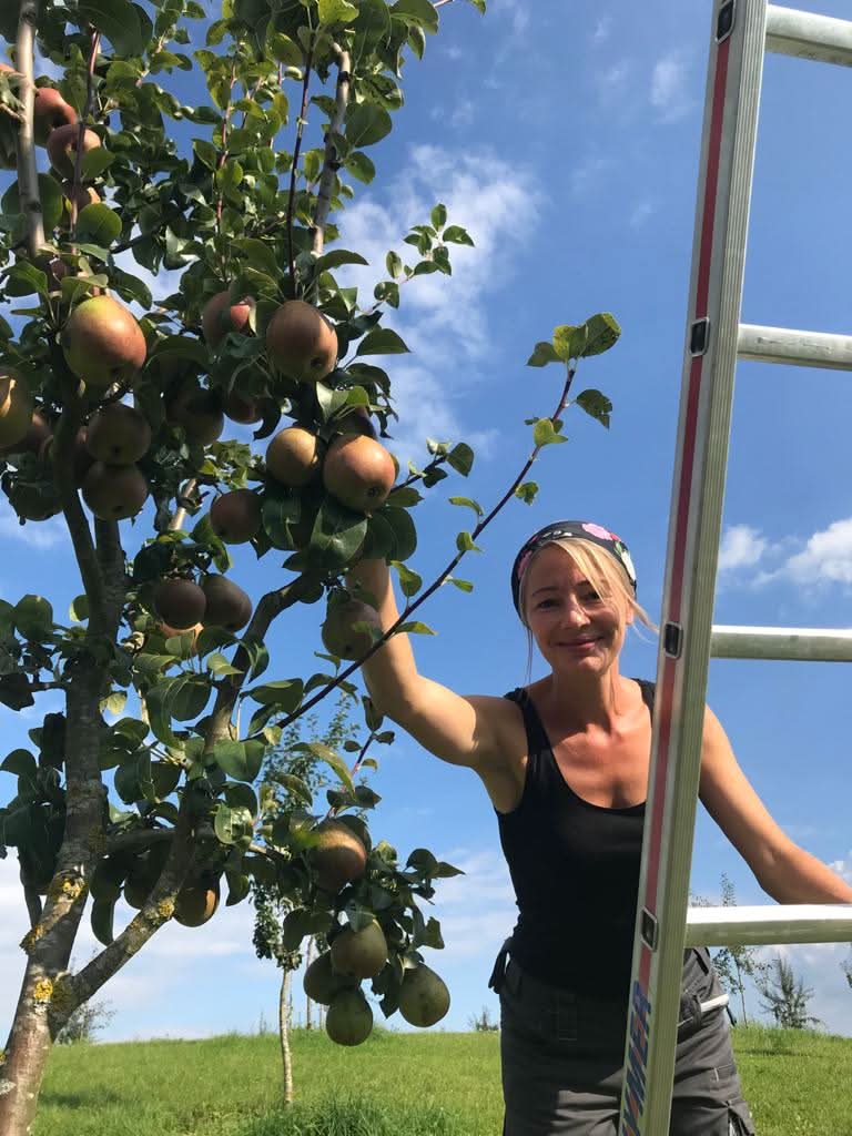 Bio Apfel "Prinz Albrecht" alte Sorte regional 1kg