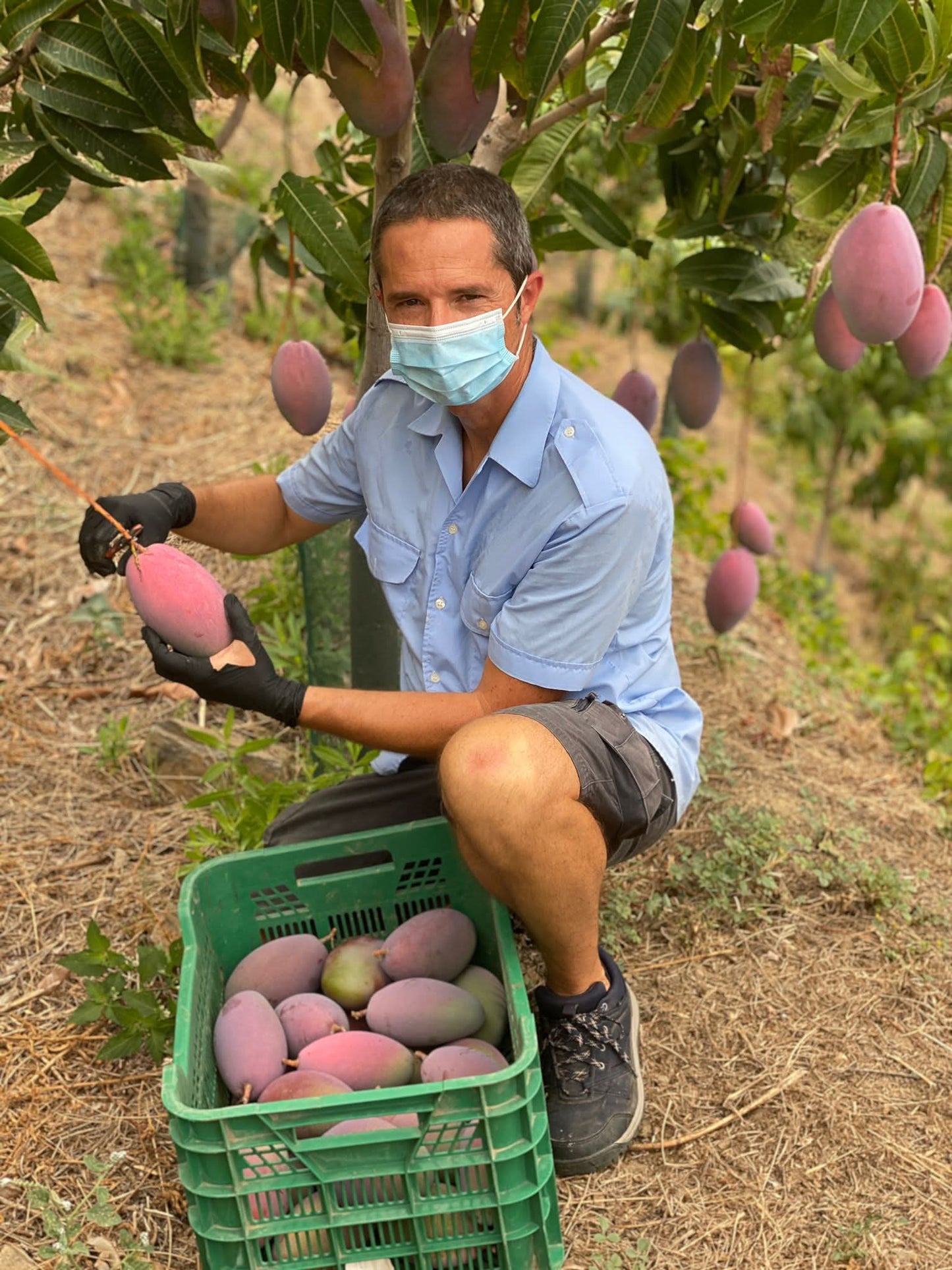 Mango Sensacion Bio (Finca de la Axarquia) Box 4kg