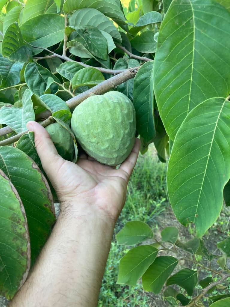 Bio Cherimoya Finca Alto Cantarrijan 4kg Aktionspreis