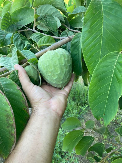 Bio Cherimoya Finca Alto Cantarrijan 4kg Aktionspreis