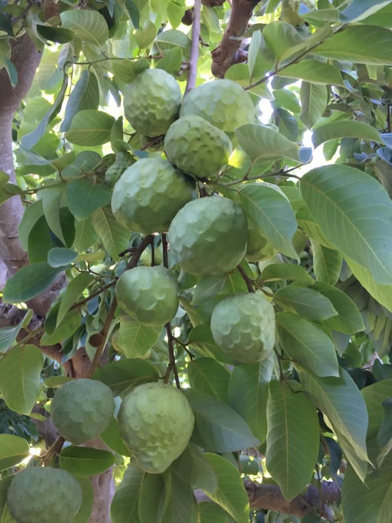Bio Cherimoya Finca Alto Cantarrijan 4kg Aktionspreis