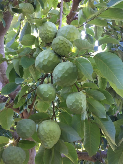 Bio Cherimoya Finca Alto Cantarrijan 4kg Aktionspreis
