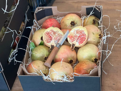 Granatapfel rosa "Mollar" Bio von Antonio Flash-Aktion