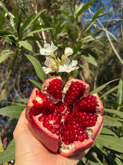 Obstbox "Andalusien" 5kg Aktionswoche %