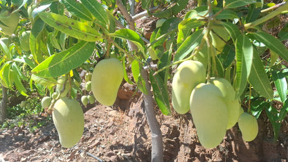 Mango Honig Ataulfo Bio von Jaime Kennenlernpreis %