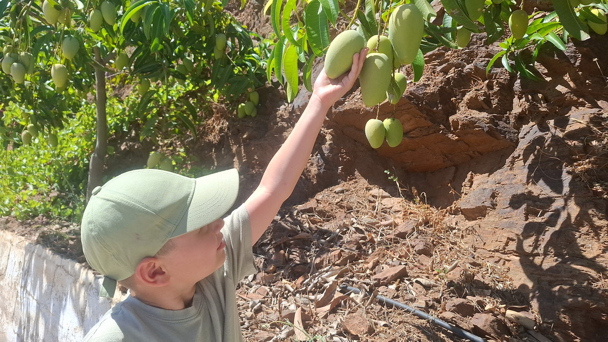 Mango Honig Ataulfo Bio von Jaime Kennenlernpreis %
