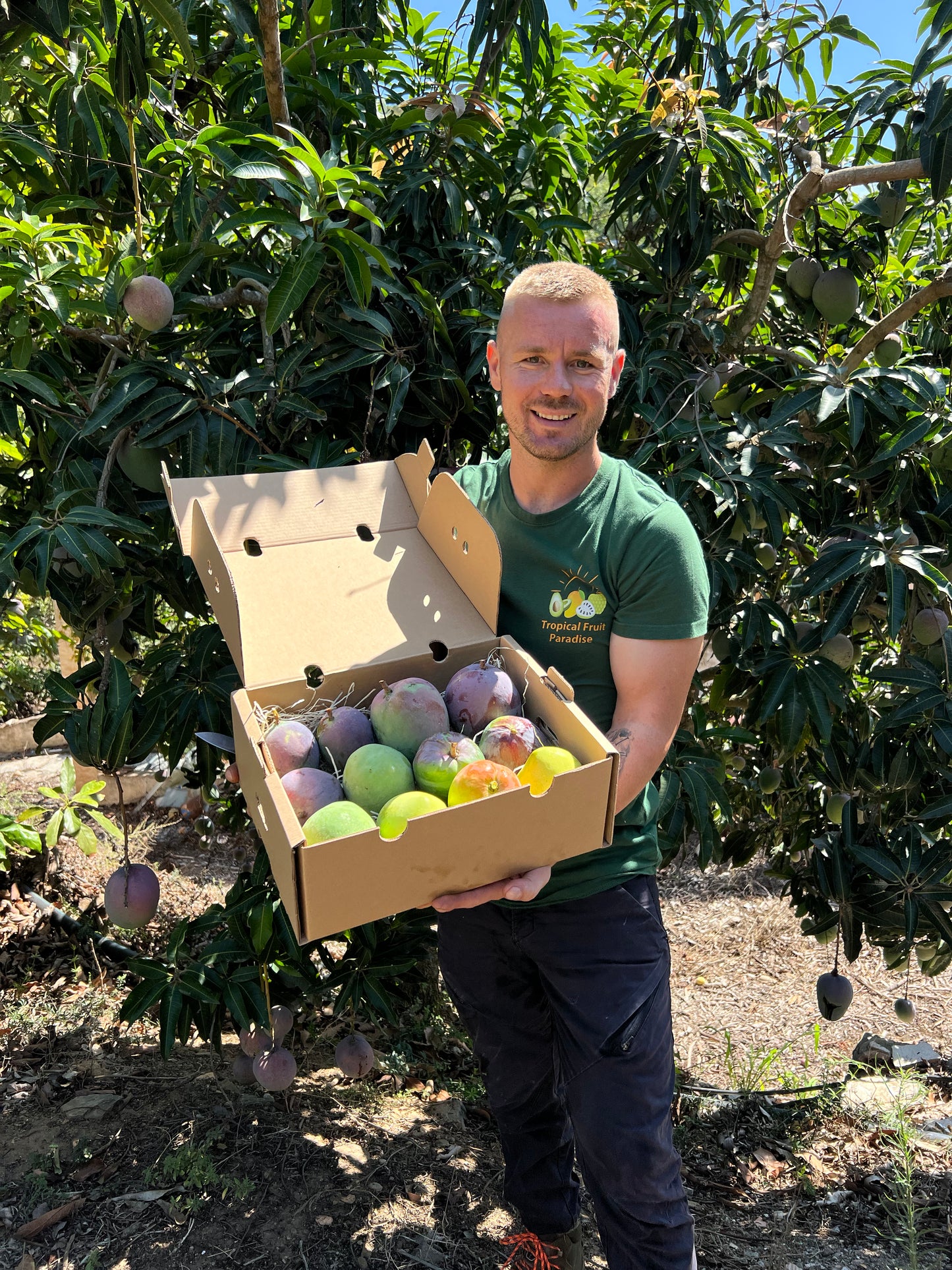 Mango Entdeckerbox (8-10 Sorten!)