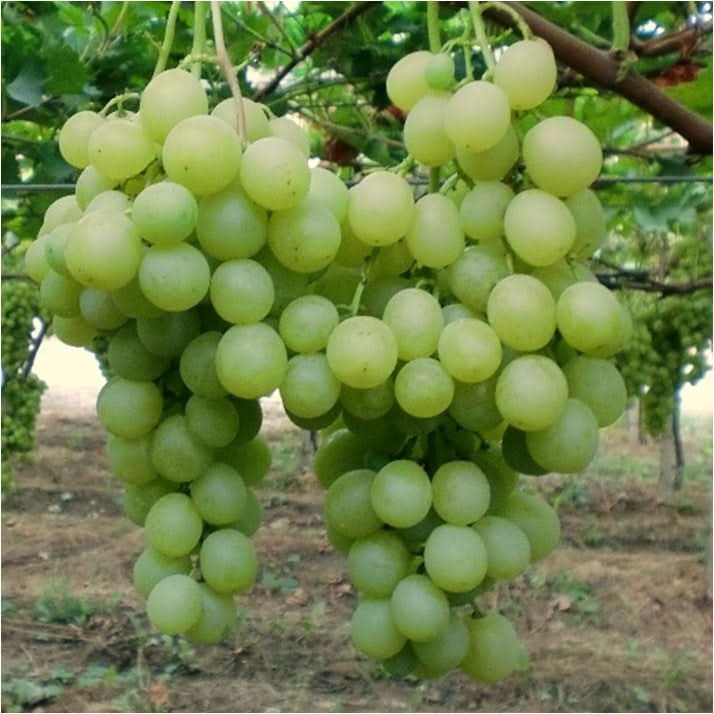 Bio Trauben grün "Italia" Demeter 1kg Aktionspreis