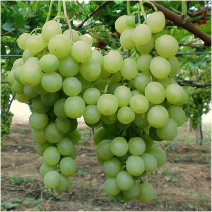 Bio Trauben grün "Italia" Demeter 1kg Aktionspreis