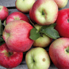 Bio Apfel "Jakob Fischer" alte Sorte regional