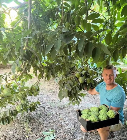 Cherimoya "Campas" von Julian Aktionswoche % 4kg