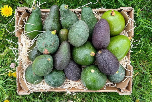 Avocado-Raritäten Mix Box von Julian