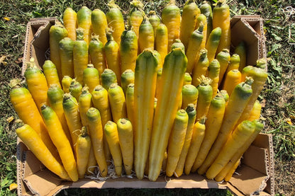 Karotten Gelbe Marie samenfest Bio Familie Schoof Demeter