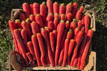 Karotten “Rote Helene“ Bio Familie Schoof Demeter