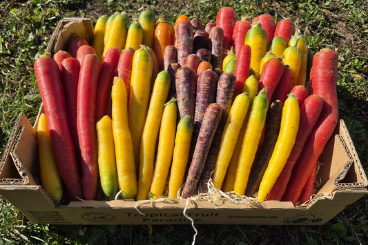 Karotten Bunt Bio Regional Demeter aus Bayern