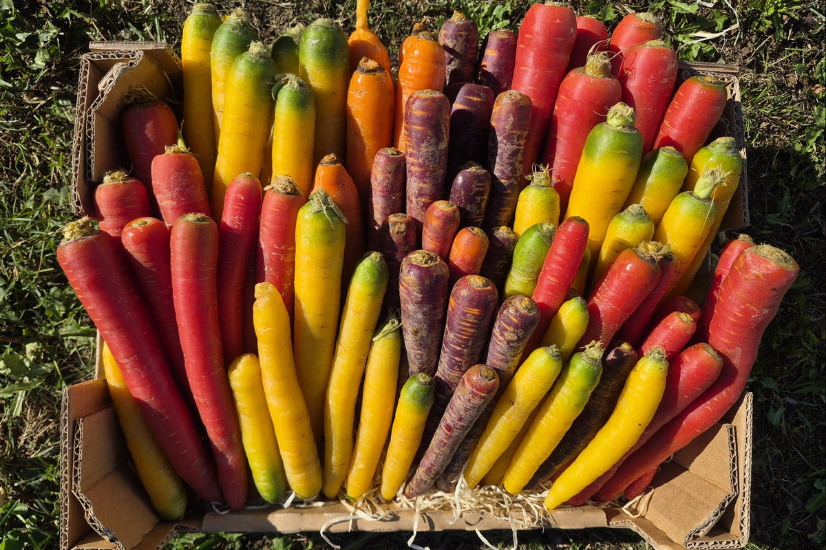 Karotten Bio Rainbow Mix bunt von Familie Schoof