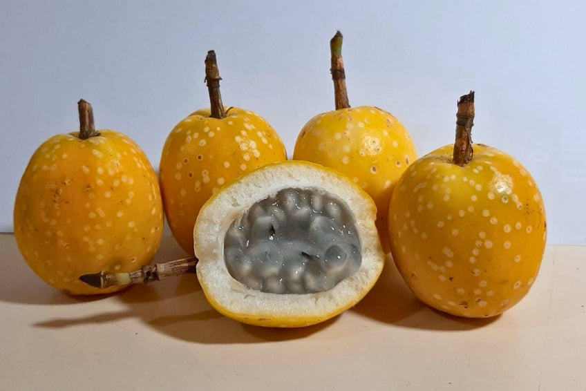 Baby Granadilla "Lulu"