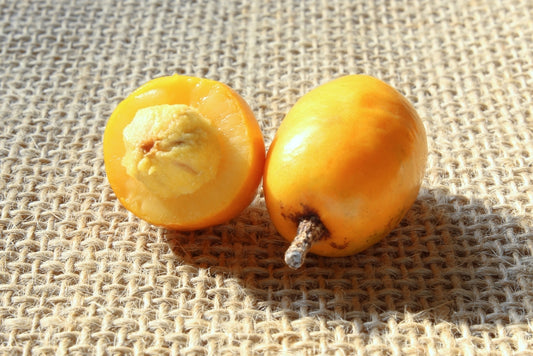 Ciruela-Obo (Jocote, Anden-Pflaume)