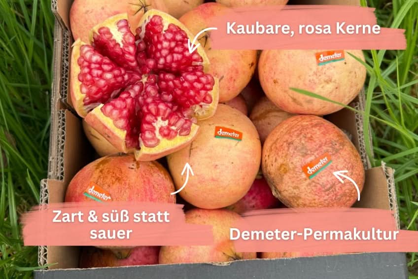 Granatapfel rosa "Mollar" Bio Demeter von Julia Sparpreis-Box %
