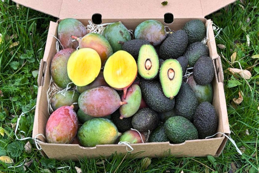 Mini Mango & Avocado Retterbox