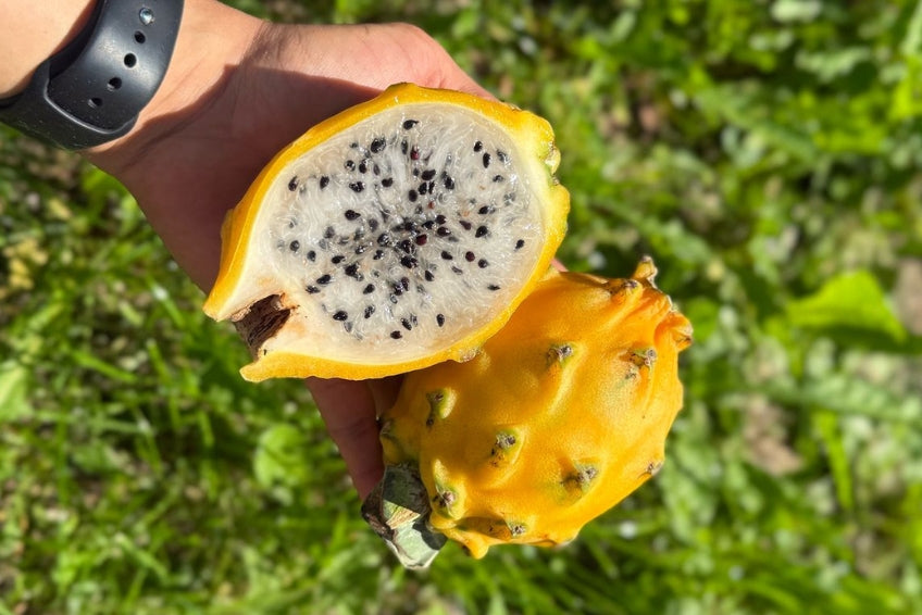 Goldene Drachenfrucht Aktionsbox % 2kg