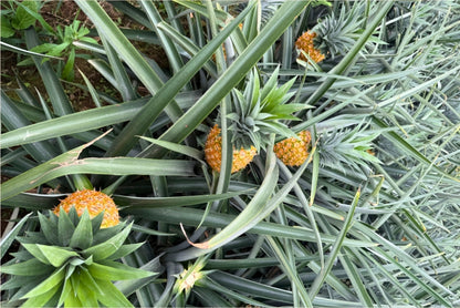 Ananas Flugware reifgeerntet (Stk. ca. 1,5kg-2kg)