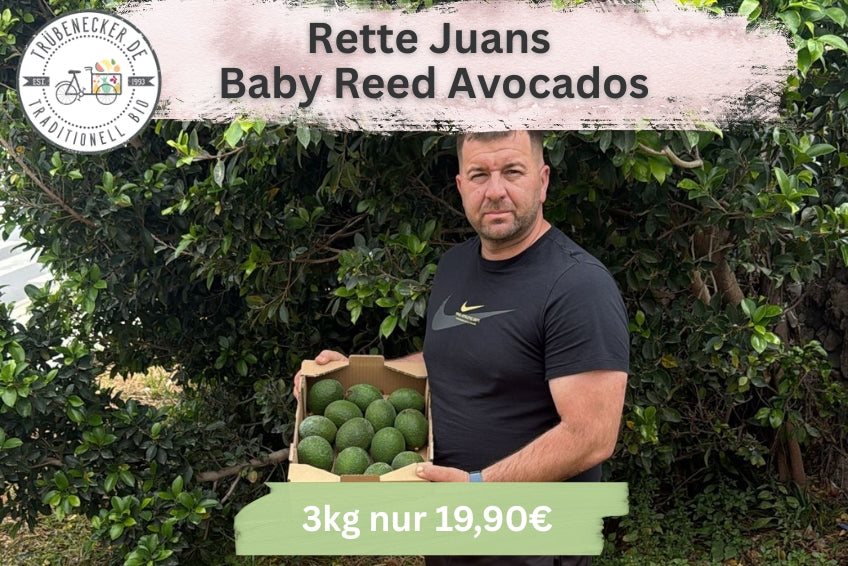 Avocado Mini Reed von Juan 3kg Retterbox