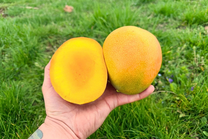 Mango Kent Premium baumgereift