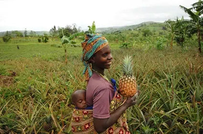 Ananas „Smooth Cayenne“ Flugware Kipepeo Bio Fair Trade