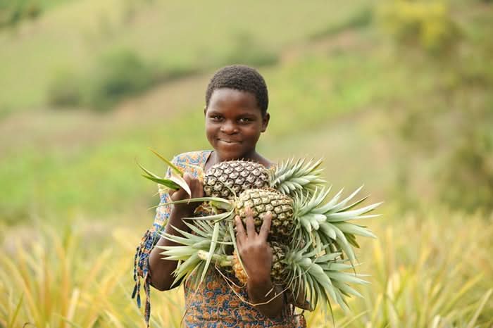Bio Ananas kipepeo Fair Trade getrocknet 100g