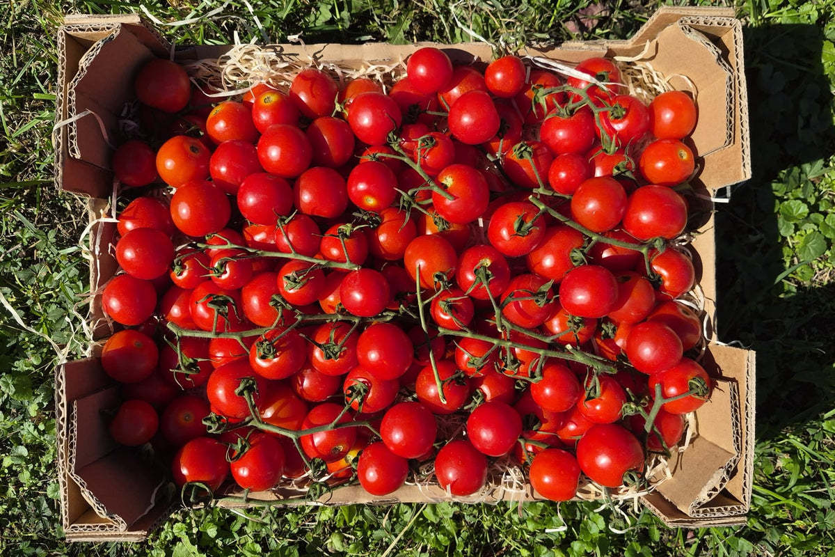 Kirschtomaten am Strauch Bio regional aus Bayern