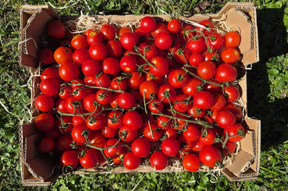 Kirschtomaten am Strauch Bio regional aus Bayern